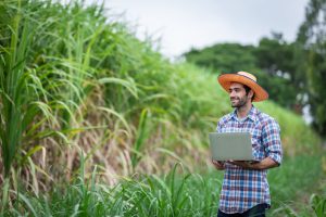 Setor Sucroalcooleiro